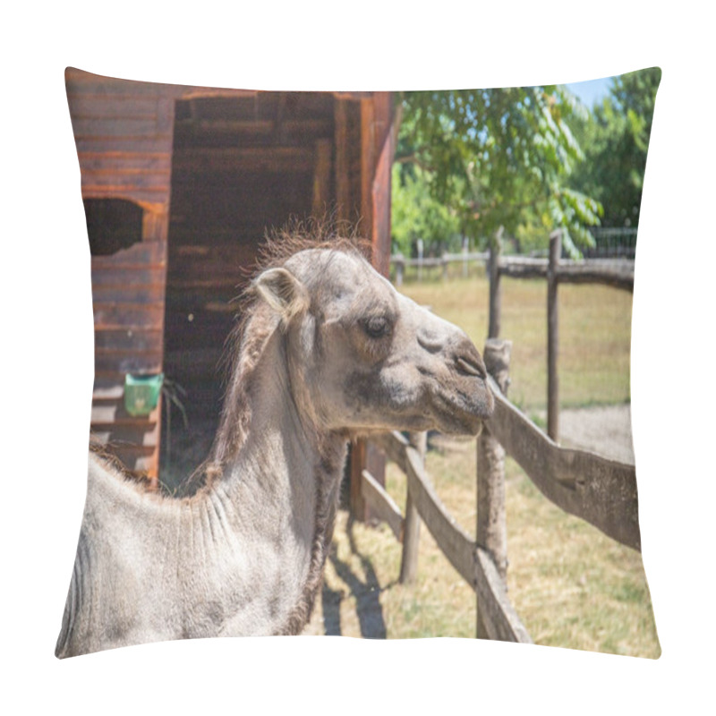 Personality  Portrait Of A Camel, Camelus Ferus, In The Zoo. Big Eyes, Funny Look And Soft Fur, An Animal In The Zoo Of Siofok, Balaton Pillow Covers