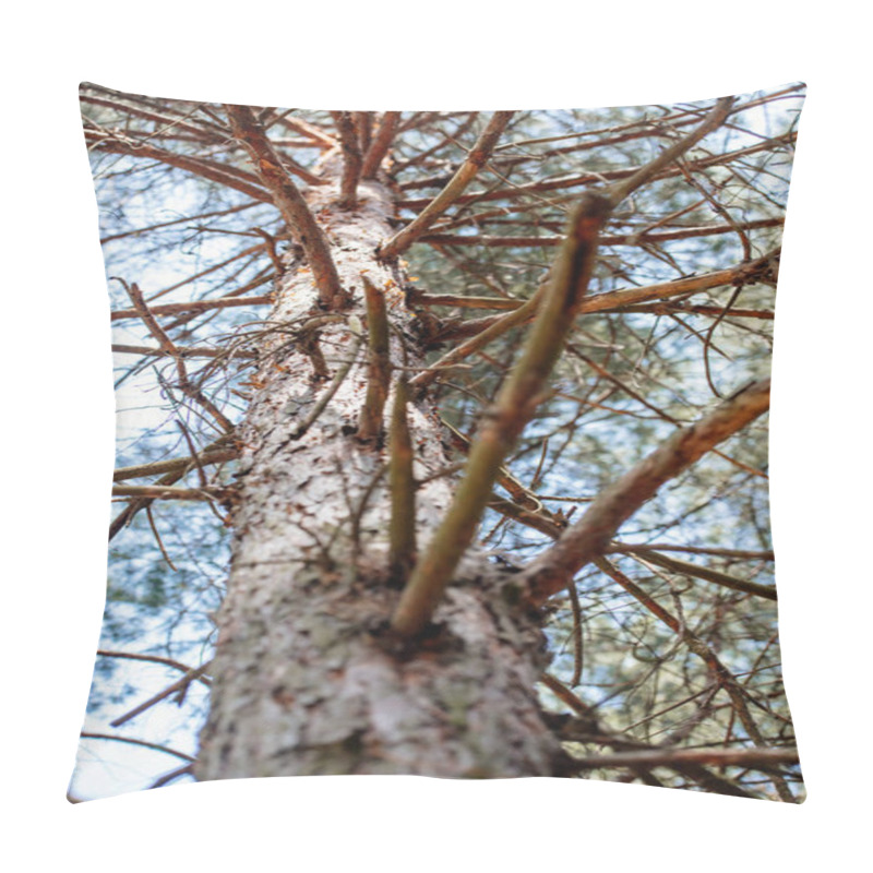 Personality  Low Angle View Of Pine Tree Branches And Sky In Forest Pillow Covers