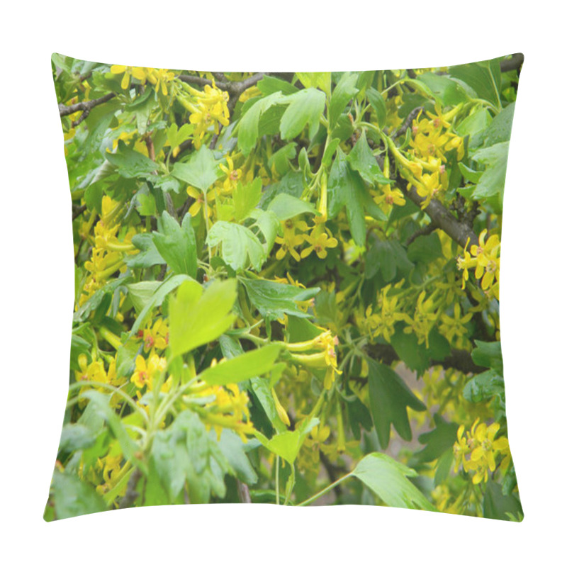 Personality  Gorgeous Yellow Flowers Blooming On A Lush Green Bush. Perfect For Spring Backgrounds! Pillow Covers