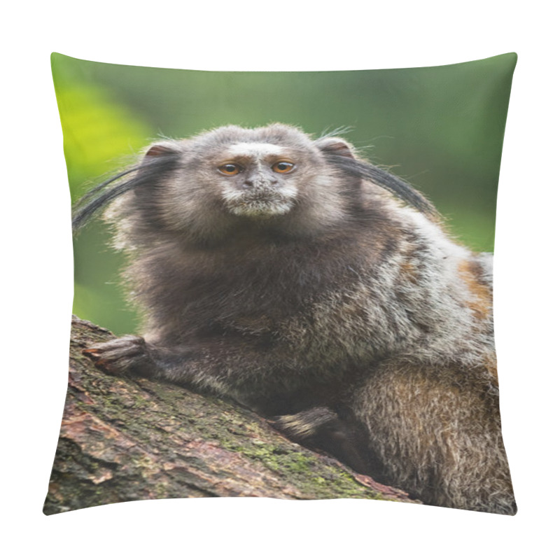 Personality  Portrait Of An Adult Black-tuffedmarmoset, The Netherlands Pillow Covers