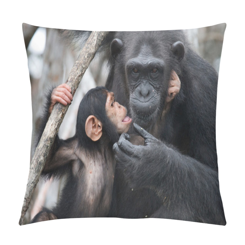 Personality  Funny Chimpanzee, Republic Of The Congo Pillow Covers