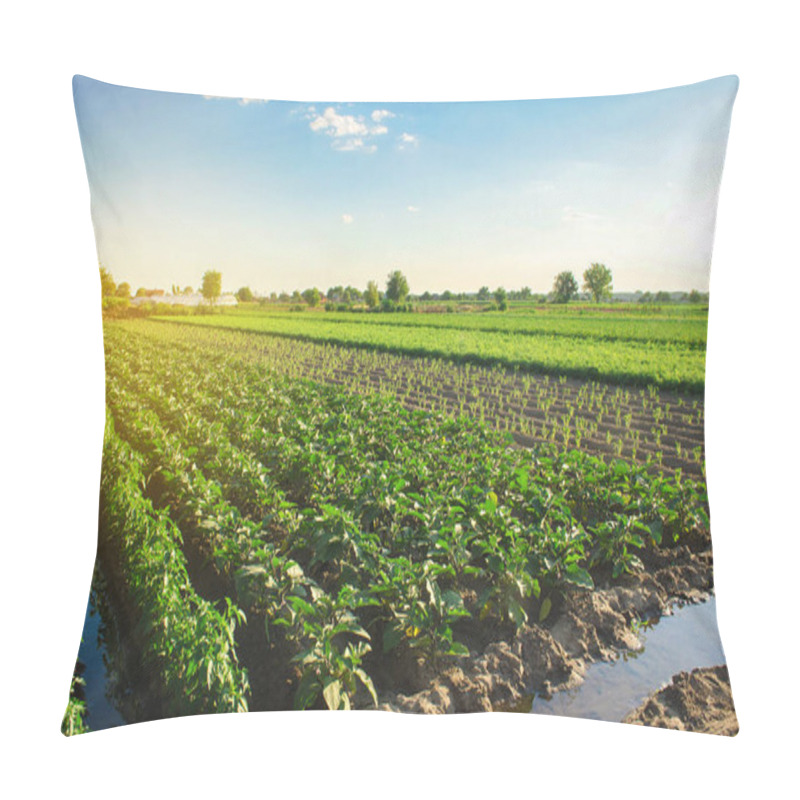 Personality  Eggplant Plantations Grow In The Field On A Sunny Day. Organic Vegetables. Agricultural Crops. Landscape. Agroindustry And Agribusiness. European Farming. Agriculture. Aubergine. Selective Focus Pillow Covers