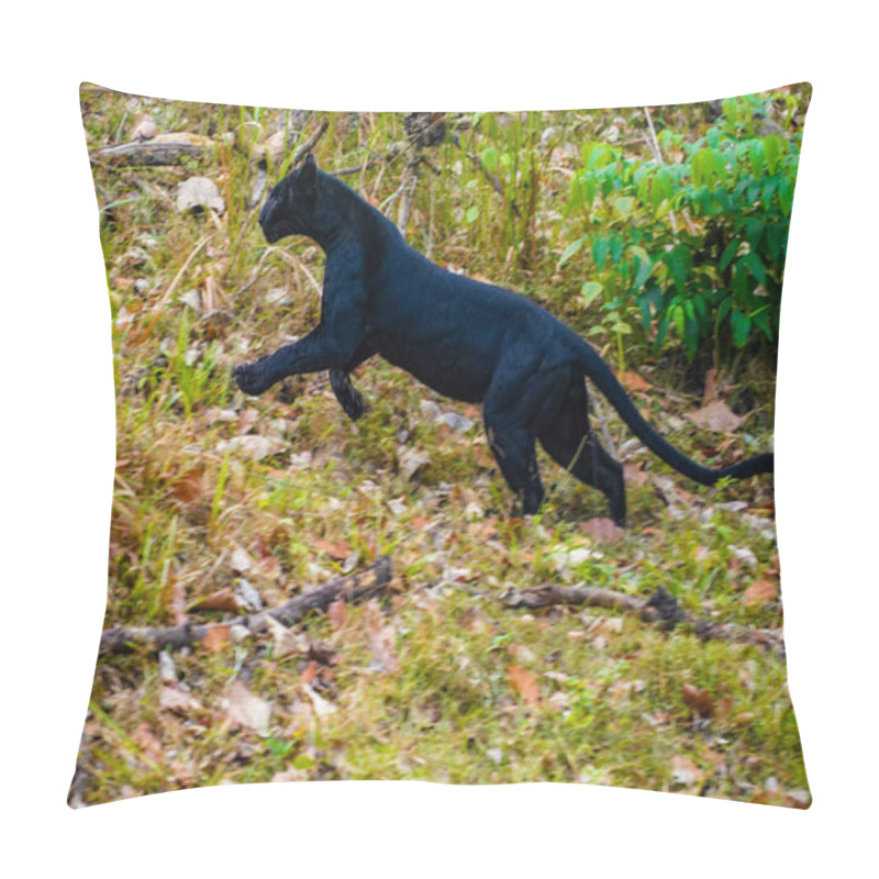 Personality  Black Jaguar Going For Hunting Pillow Covers