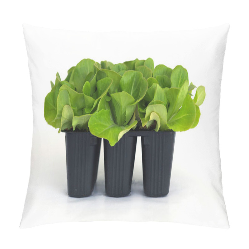 Personality  Salad, Salanova Seedlings In A Pot Isolated On White Background. Organic Gardening, Plants In Plastic Cells. Copy Space Pillow Covers