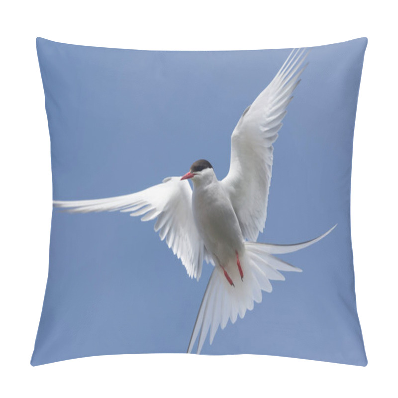 Personality  The Mesmerizing Beauty Of Arctic Terns In Flight, Westfjords, Iceland Pillow Covers