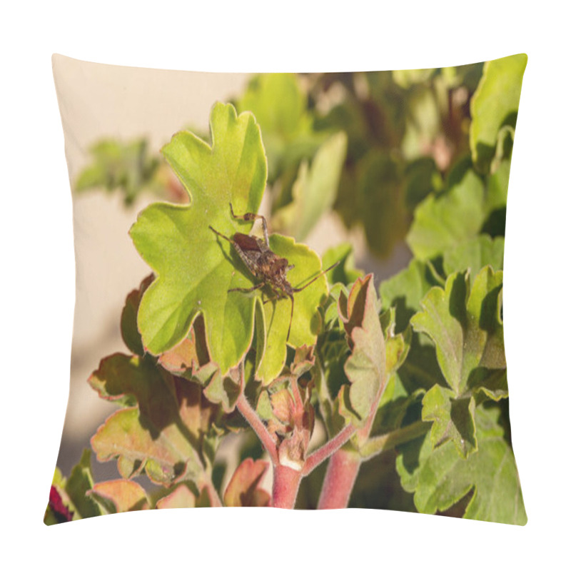 Personality  Agricultural Pest Forest American Bug Sitting On A Leaf Of A Plant. Insect Pests, Life-threatening Bugs Pillow Covers