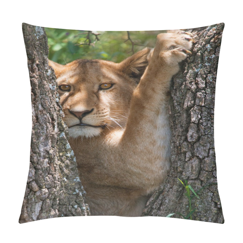 Personality  Close-up  Portrait Of Lioness Pillow Covers