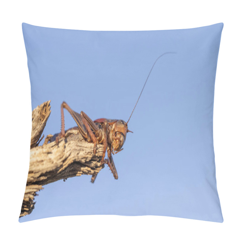 Personality  Underside View Of A Cricket Perched On A Piece Of Wood. One Short Antenna One Long One Pillow Covers