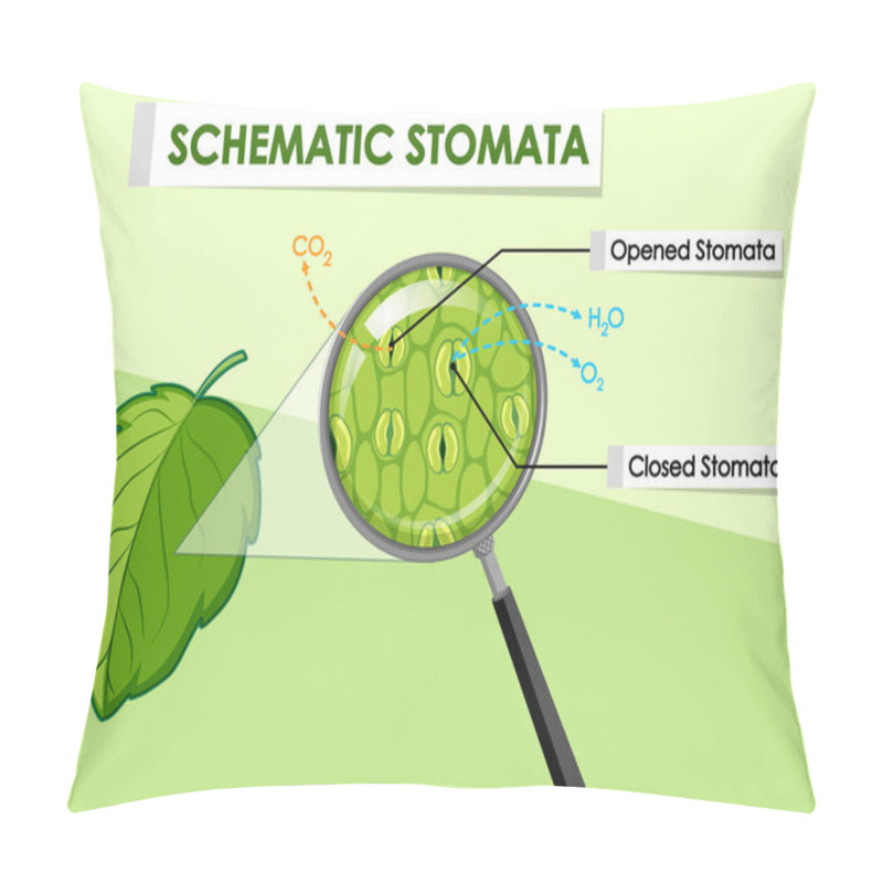 Personality  Diagram Showing Schematic Stomata Of A Plant Pillow Covers