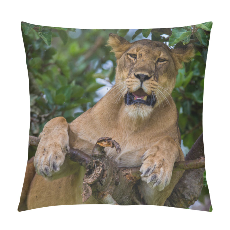 Personality  Lioness Lying On Big Tree Pillow Covers