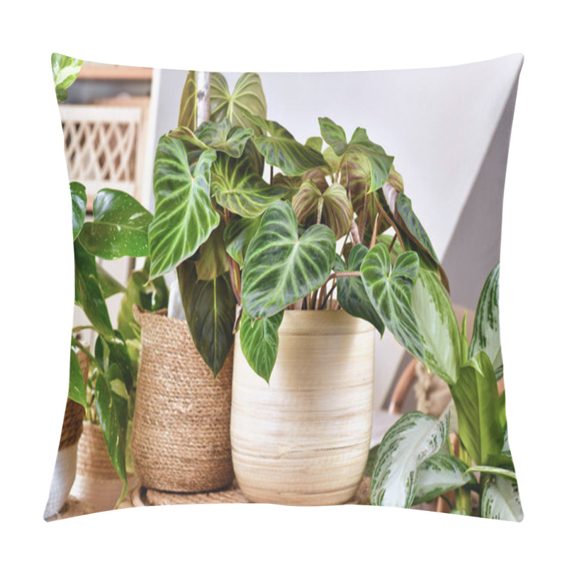 Personality  Tropical 'Philodendron Verrucosum' Plant Between Other Houseplants Pillow Covers