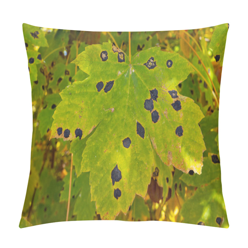 Personality  Green Leaves Of Wild Grapes Are Damaged By Black Spots. Pillow Covers