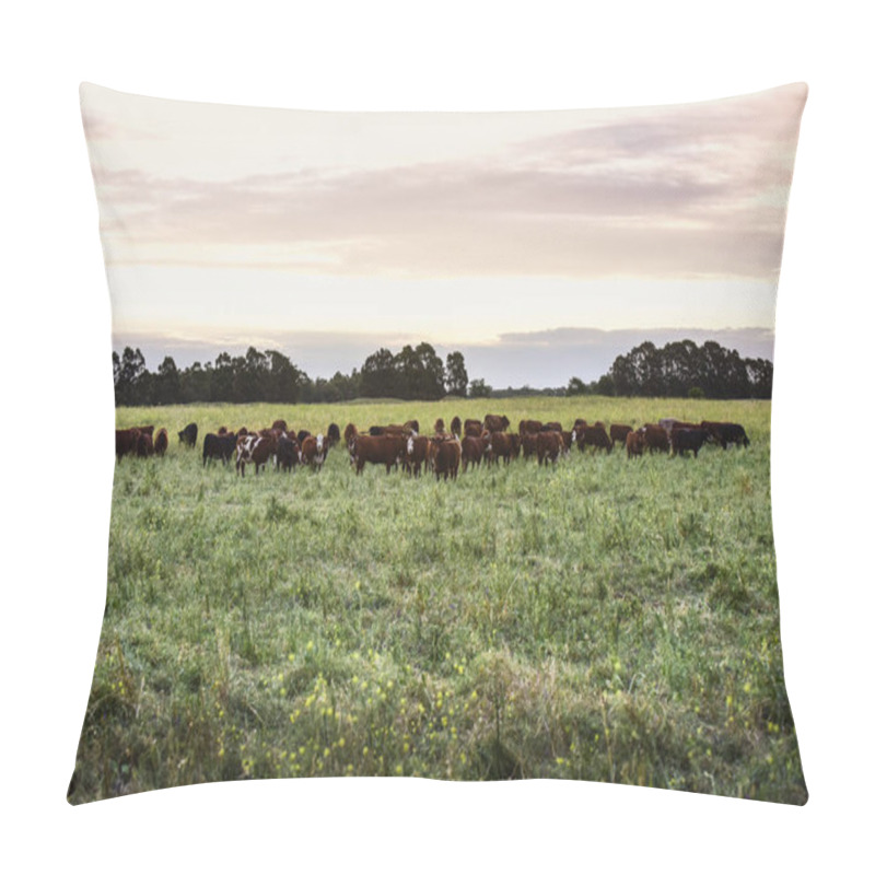 Personality  Feeding Grass Livestock, Cows In Pampas, Argentina Pillow Covers