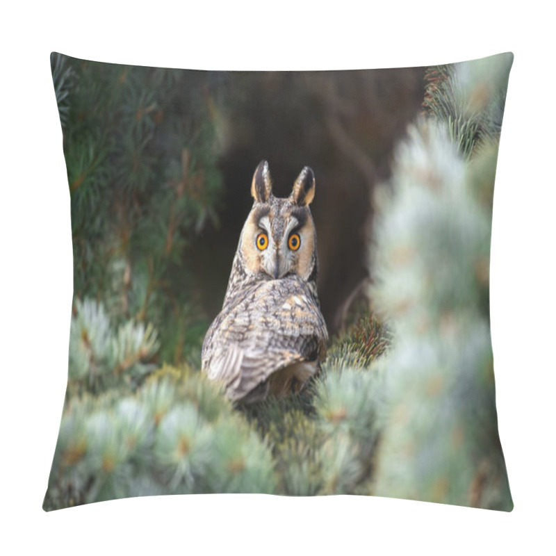 Personality  Close Young Owl Sit In A Tree And Looking On The The Camera. Wildlife Scene From Nature Pillow Covers