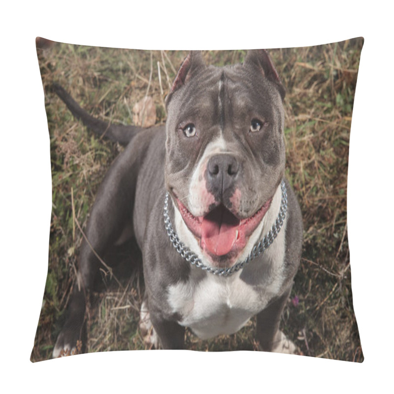 Personality  Dutiful American Bully Waiting And Looking To The Camera Pillow Covers