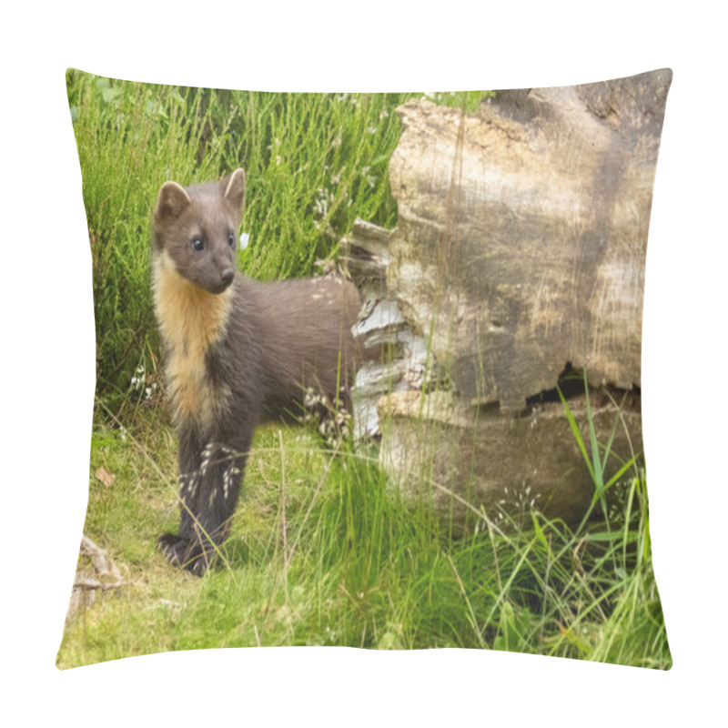 Personality  Young Pine Marten Kitt Exploring The Woodland Pillow Covers