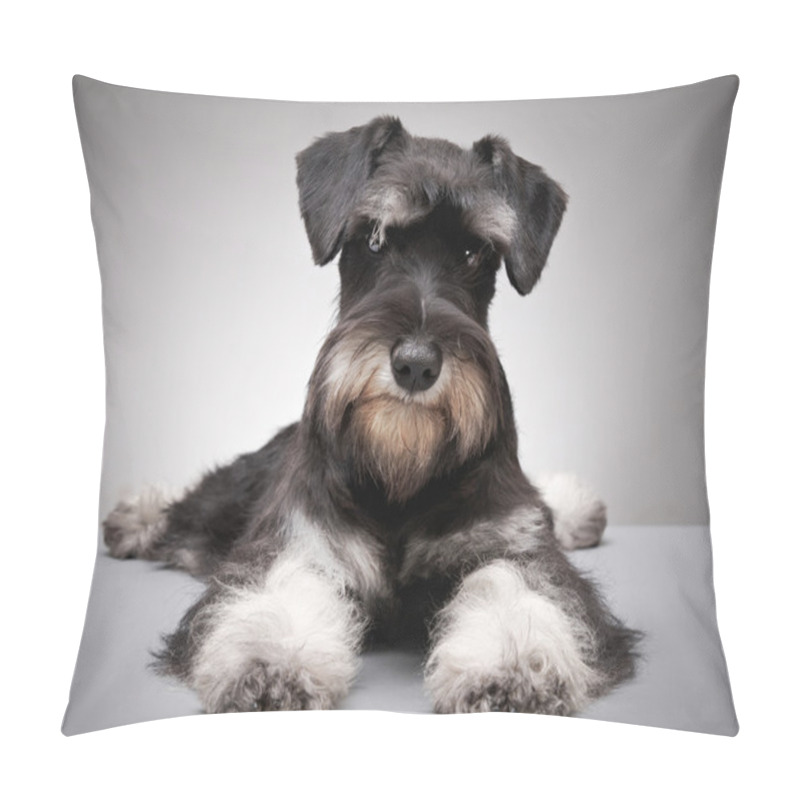 Personality  Miniature Schnauzer Puppy Pillow Covers