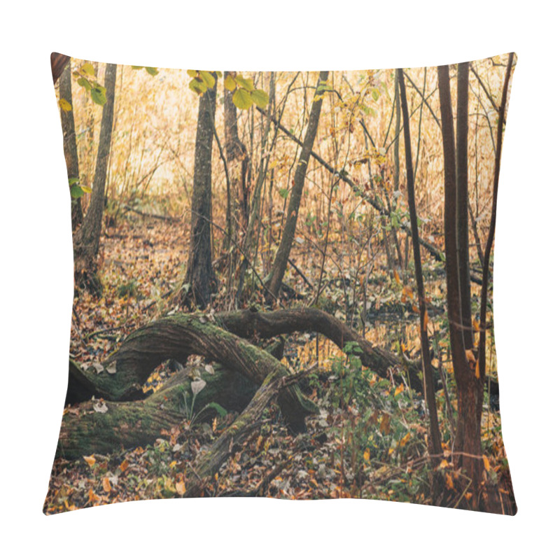 Personality  Close Up Of Tree Roots In Autumn Forest  Pillow Covers