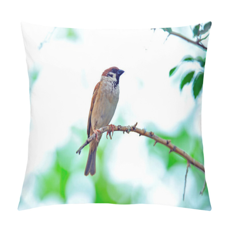 Personality  Flamingos  Telephoto Lens Shooting Pillow Covers