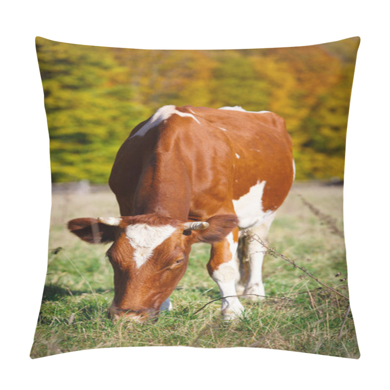 Personality  Single Cow Grazes In Field. Blazing Orange Maple Tree Highlights Green Pasture. Pillow Covers