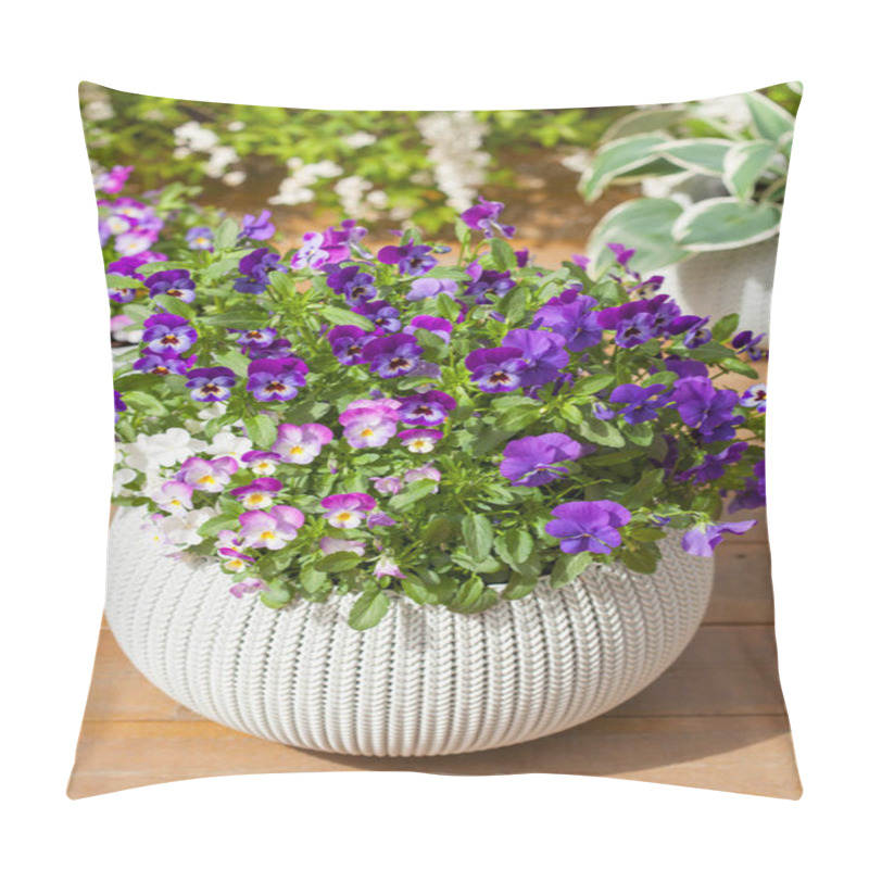 Personality  Beautiful Pansy Summer Flowers In Flowerpots In Garden Pillow Covers