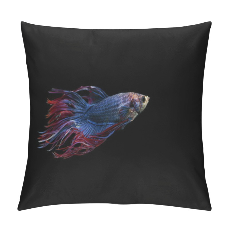 Personality  Siamese Fighting Fish, Crowntail Blue Fish, Black Background. Pillow Covers