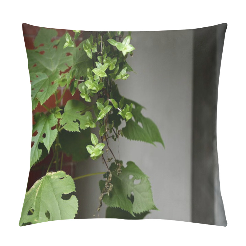 Personality  This Shaded Nook Features A Striking Red Wall And The Coexistence Of Callisia Repens And Weathered Cissus Repens Leaves, Embodying Quiet Resilience In Nature. Pillow Covers