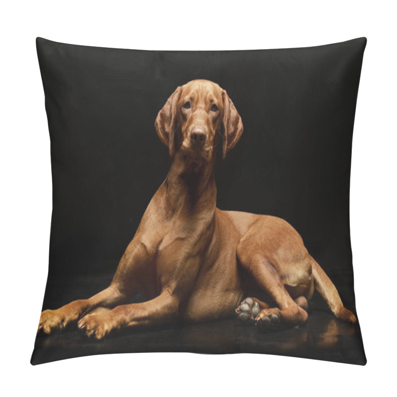 Personality  Studio Shot Of An Adorable Hungarian Vizsla Lying On Black Background. Pillow Covers