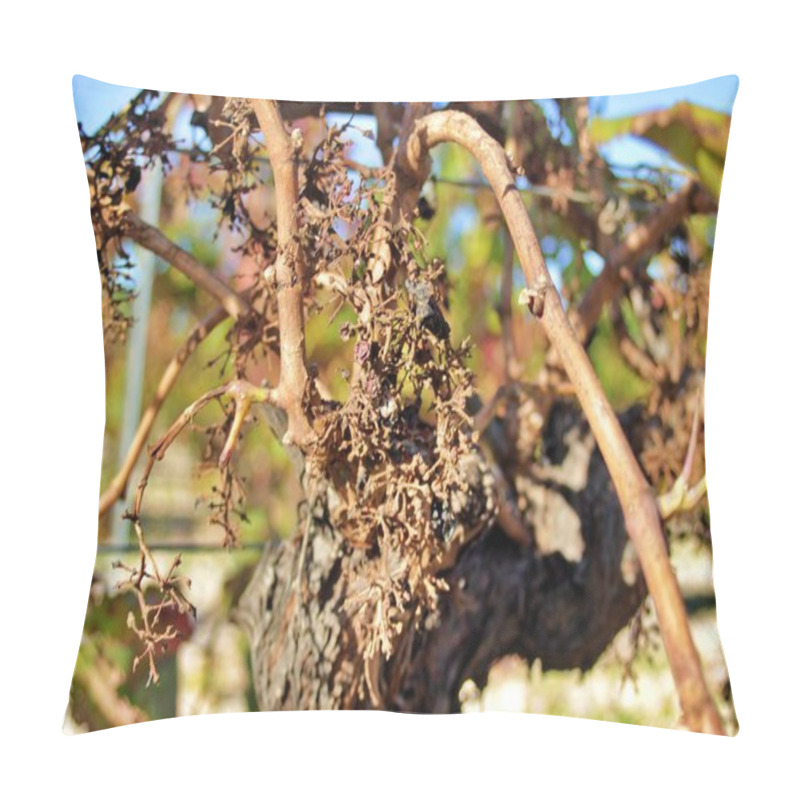 Personality  Vineyard Devastated By A Fungal Plague Effects Of Rain And Moisture In The Vineyards Pillow Covers