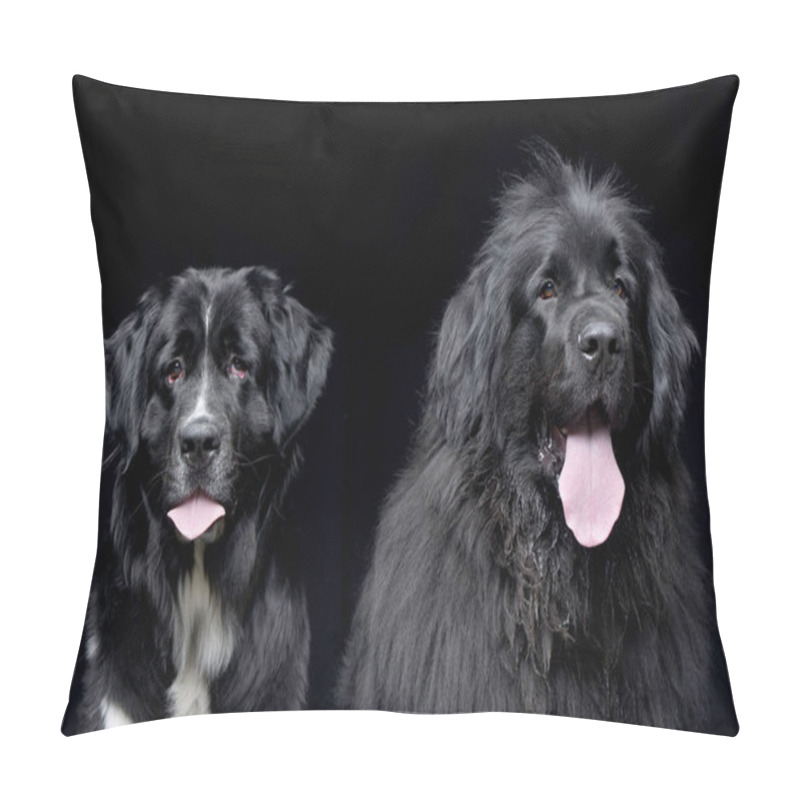 Personality  Studio Shot Of Two Adorable Newfoundland Dog - Isolated On Black Background. Pillow Covers