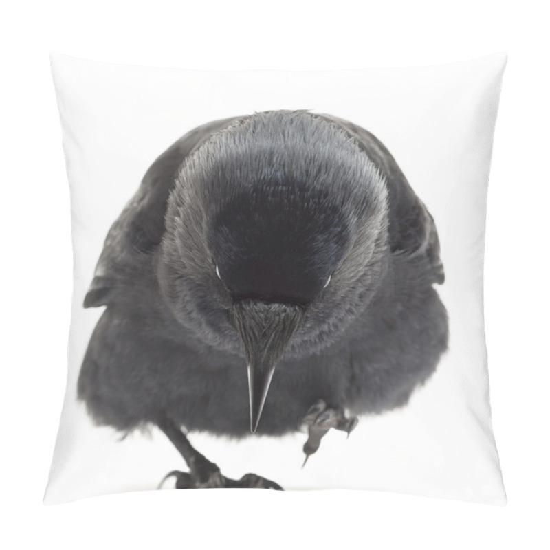 Personality  Western Jackdaw Walking And Looking Down, Corvus Monedula, (or Eurasian Jackdaw, Or European Jackdaw Or Simply Jackdaw) Against White Background Pillow Covers