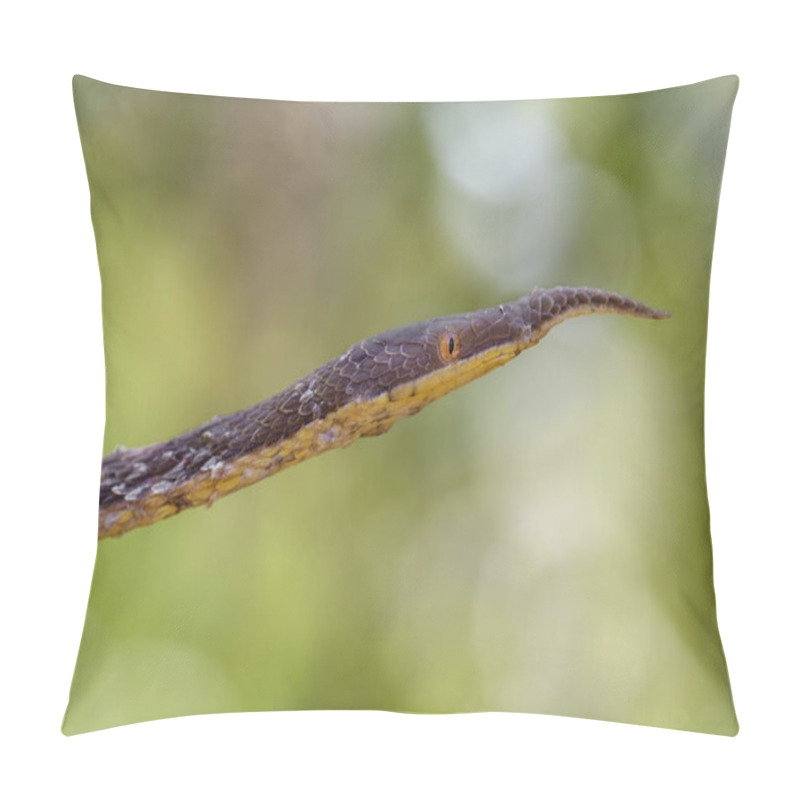 Personality  Malagasy Leaf-nosed Snake - Langaha Madagascariensis, Madagascar Tropical Forest. Camouflage. Endemic Snake. Pillow Covers