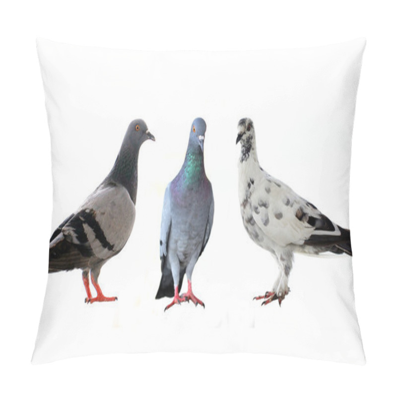 Personality  Three Pigeons Pillow Covers