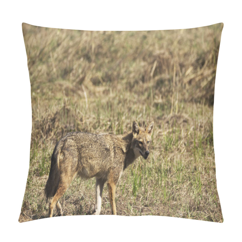 Personality  Golden Jackal, Canis Aureus, Bandhavgarh National Park, Madhya Pradesh, India. Pillow Covers