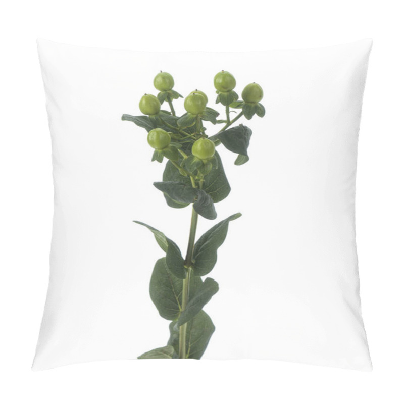 Personality  Branch Of Hypericum Plant Isolated Pillow Covers