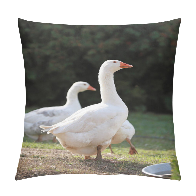 Personality  Goose And Ducks Live Peacefully In The Poultry Farm Rural Scene Pillow Covers