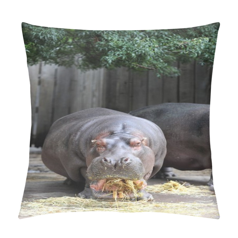 Personality  Hippopotamus Pillow Covers