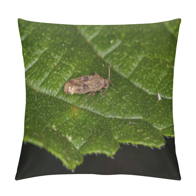 Personality  Small Lace Bug Of The Family Tingidae Pillow Covers