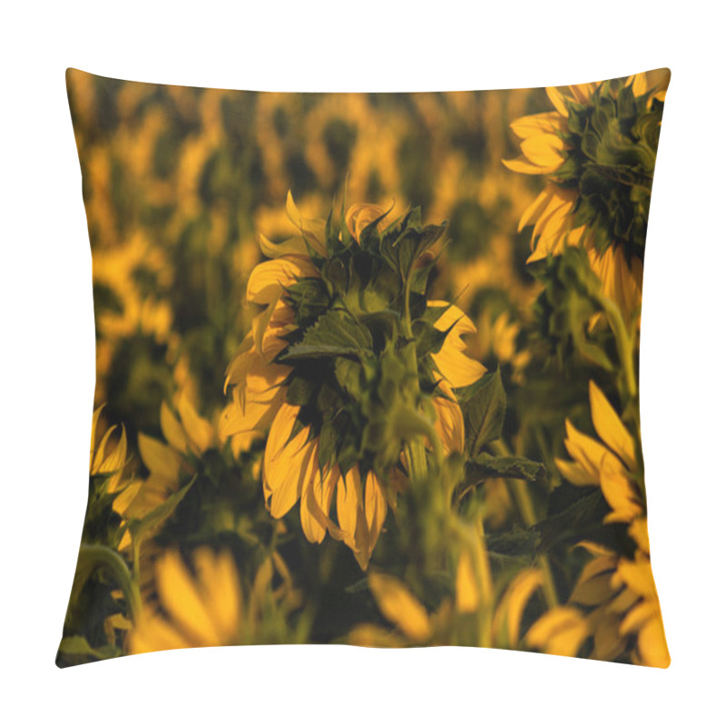 Personality  Close-Up Of A Vibrant Sunflower In Full Bloom Pillow Covers