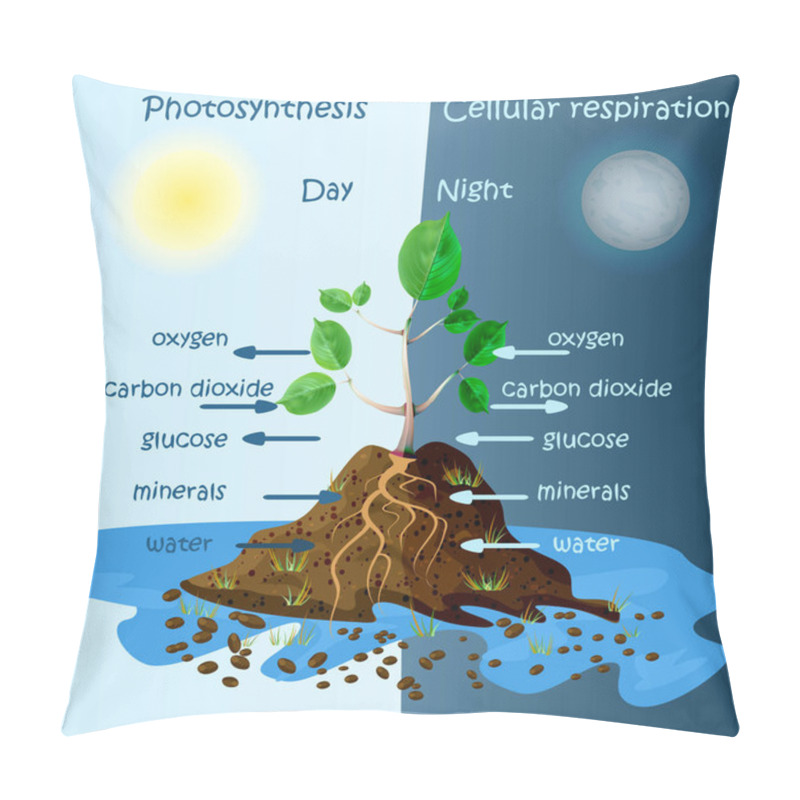 Personality  Diagram Of Plant Photosynthesis. Photosynthesis Explanation Science. Photosynthesis Process Poster With Plant, Text And Arrows. Tree Produce Oxygen. Education Chart Of Biology. Stock Vector Illustration Pillow Covers