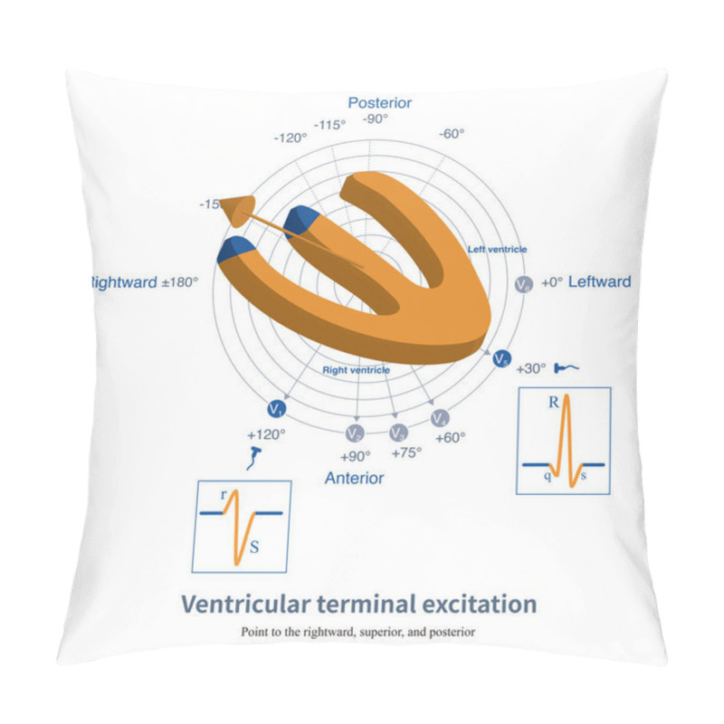 Personality  The Terminal Excitation Of The Ventricle Forms The Final Part Of The S Wave In Lead V1, Gradually Returning To The Isoelectric Line, And Forms A Small S Wave In Lead V5. Pillow Covers