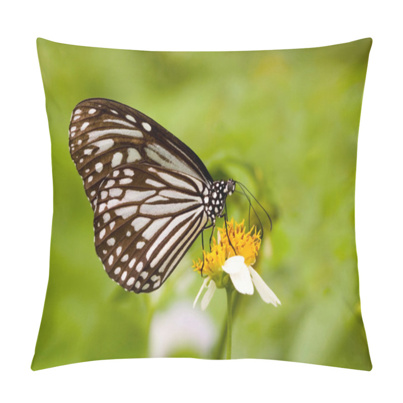 Personality  Milkweed Butterfly Feeding Pillow Covers