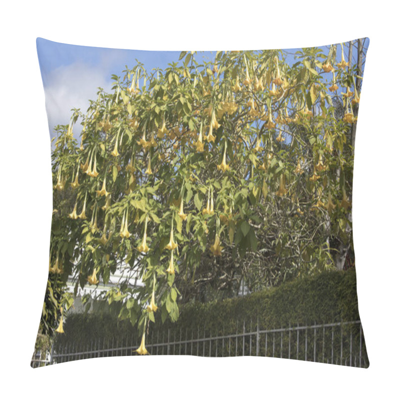 Personality  A Photo Of Brugmansia Arborea Tree On The Street Pillow Covers