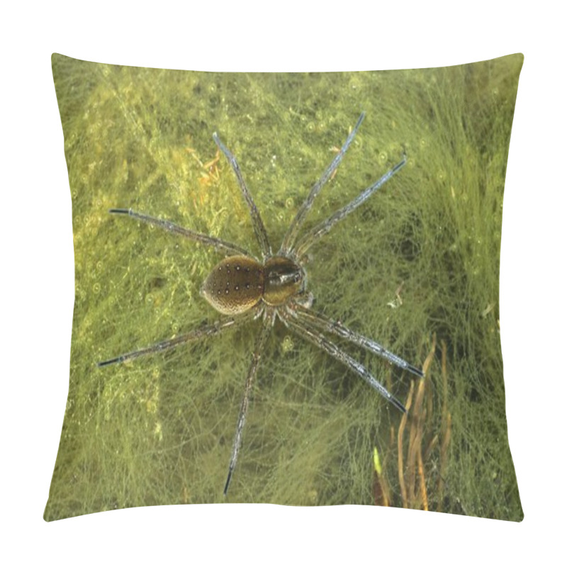 Personality  Great Raft Spider (Dolomedes Plantarius) On Surface Of Pond Filled With Matted Algae Pillow Covers