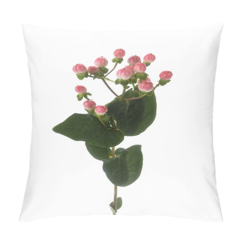 Personality  Branch Of Hypericum Plant Isolated Pillow Covers