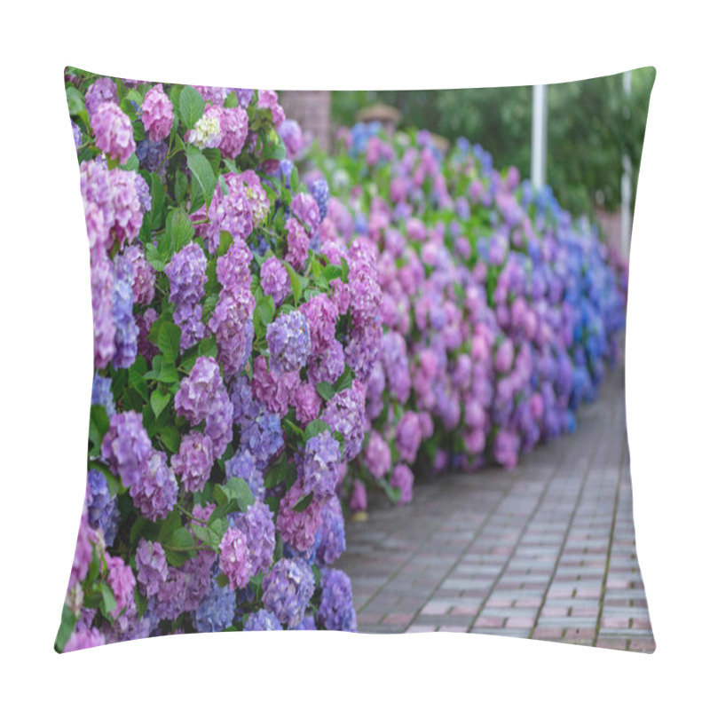 Personality  Hydrangea Flower (Hydrangea Macrophylla) In A Garden. Landscaping Using Hydrangea Macrophylla Bushes. Flowering Bush Of Blue And Red Colored Hydrangea Close-up. The Concept Of Landscaping. Pillow Covers