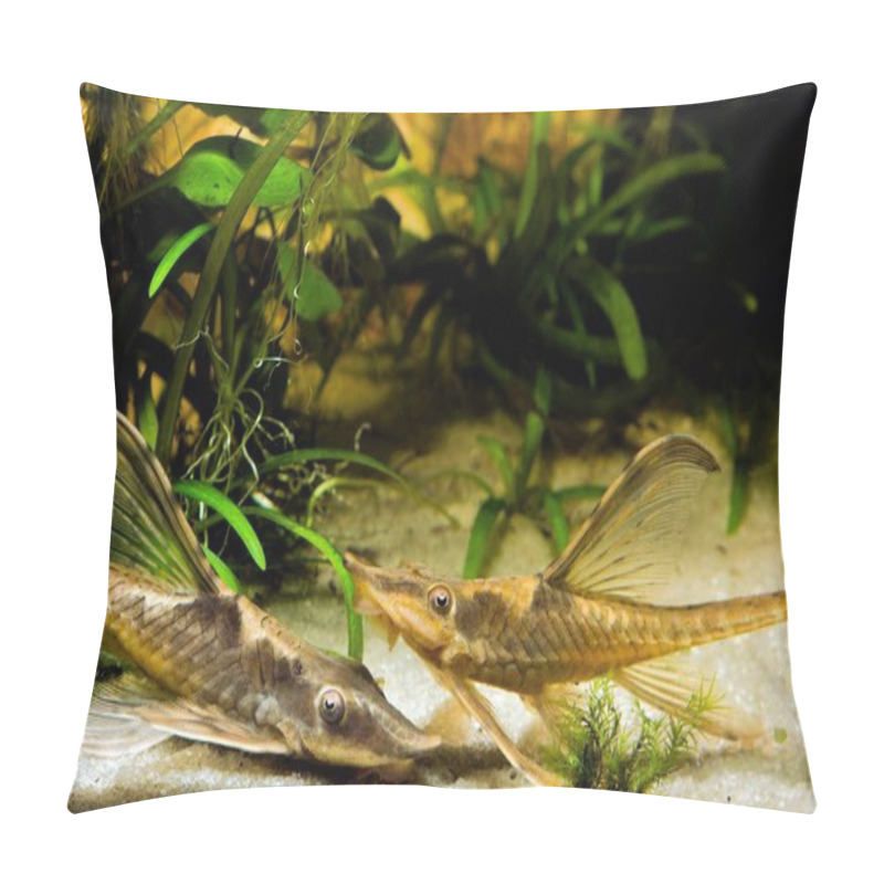 Personality  Sturisomatichthys Panamense, Peaceful And Helpful Flamboyant Freshwater Algae Eater Species, 2 Adults On Sand Bottom Of Nature Planted Aquadesign Tank Pillow Covers