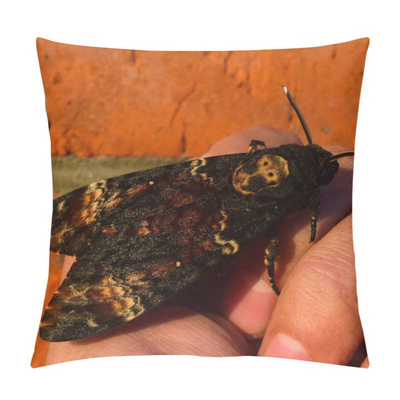 Personality  Dead Head. The Large  Butterfly Belonging To Family Of Brazhnik. Pillow Covers