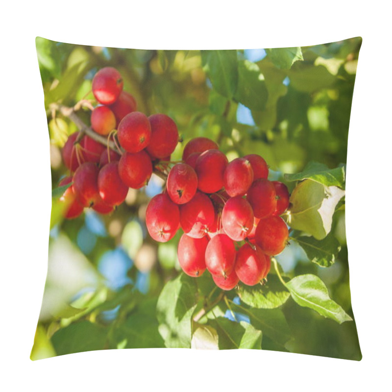 Personality  Crabapple And Wild Apple. Malus  Is A Genus Of About 3055 Species Of Small Deciduous Apple Trees Or Shrubs In The Family Rosaceae.  Pillow Covers