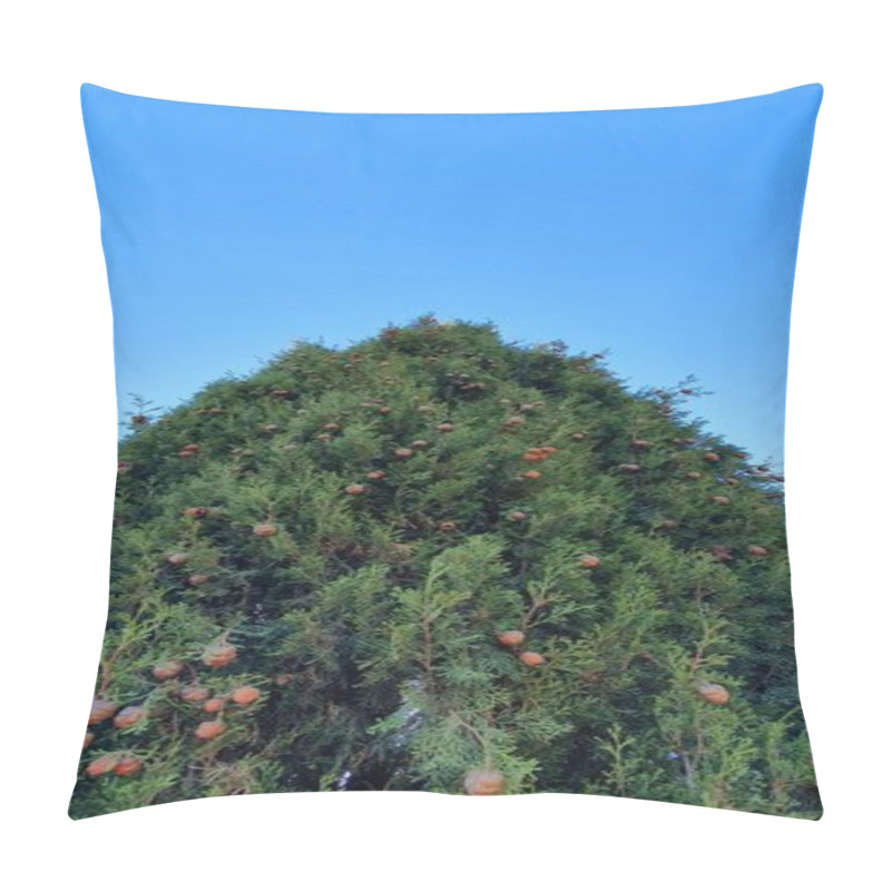 Personality  Summer Background With Pine Cones. Plant Species Cupressus Sempervirens. Pillow Covers